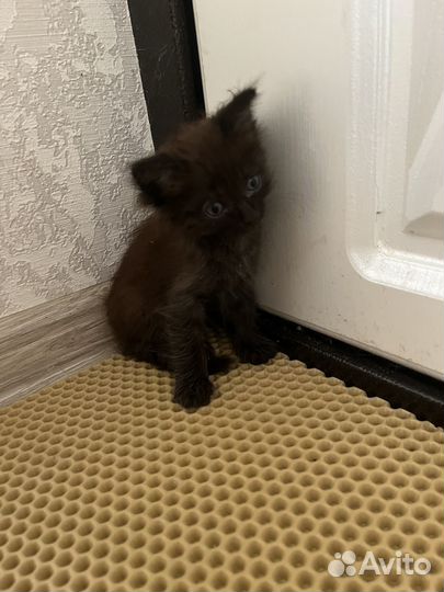 Котята в добрые руки бесплатно