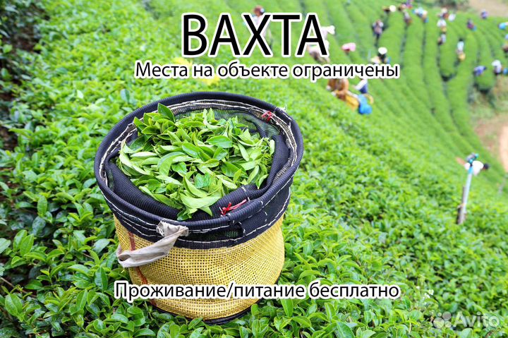 Вахта на Производство: Чая и Кофе