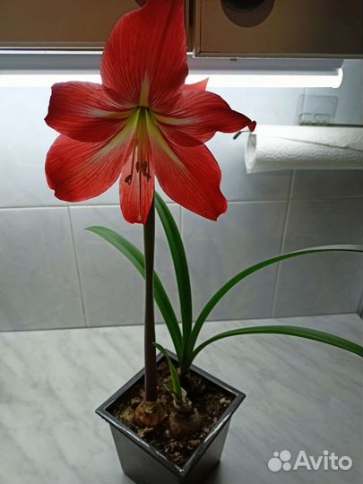 Луковицы амариллиса