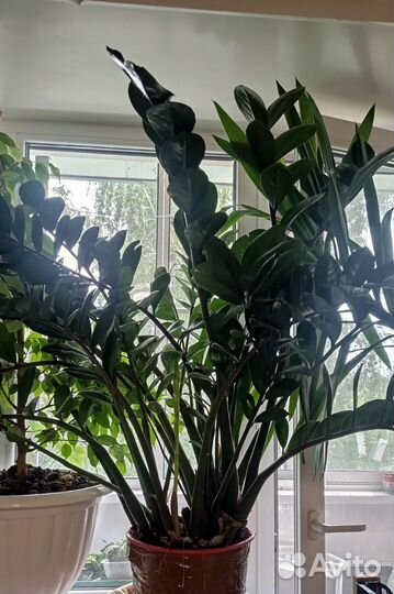 Замиокулькас