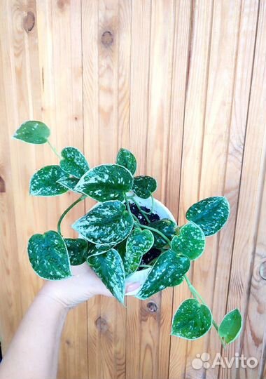 Сциндапсус эпипремнум, Сингониумы