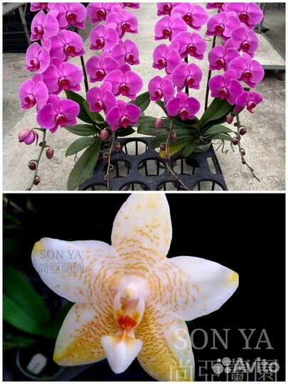 Орхидеи 1200 за 2 шт