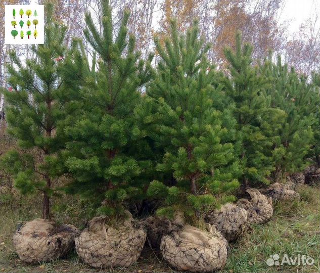 Крупномер сосна с гарантией