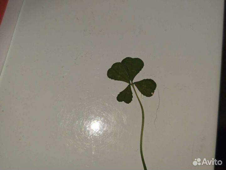 Клевер четырехлистный