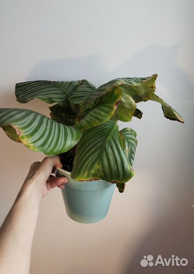 Комнатные растения часть 2