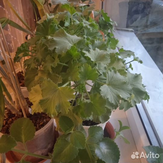 Излишки цветов