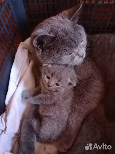 Британские котята