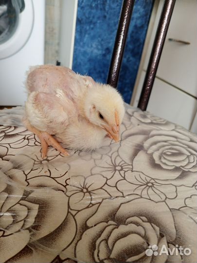 Цыплята бройлеры Арбор