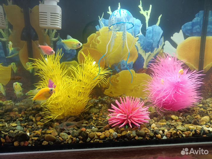 Аквариум 25л со всем содержимым