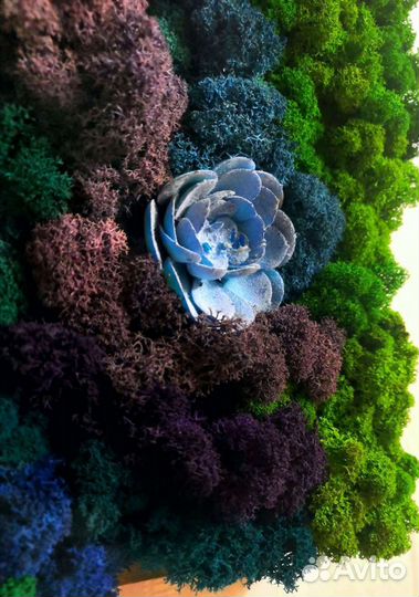 Панно Стабилизированный мох Картина Подарок