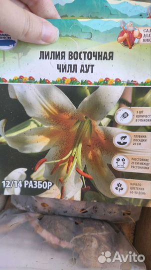 Лилия луковицы