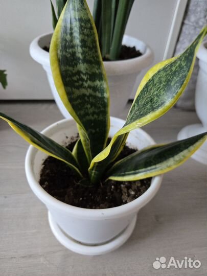 Сансевиерия файер