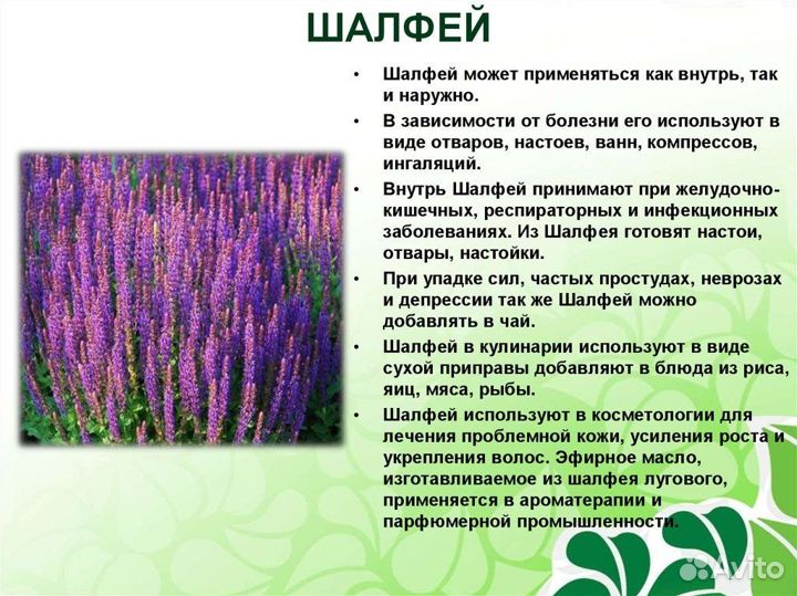 Шелфей мускатный (рассада)