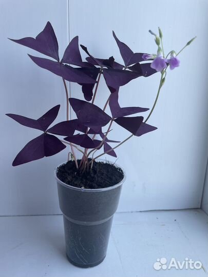 Кислица оксалис