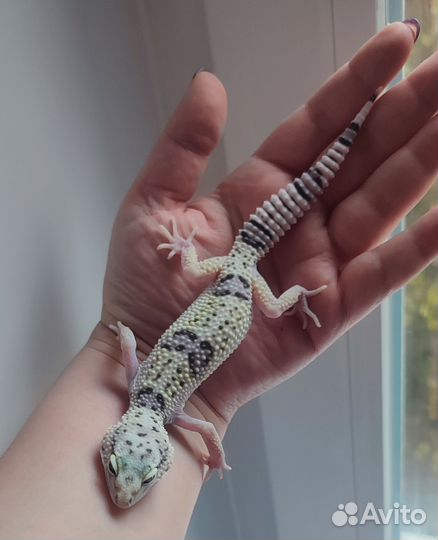 Иранский эублефар, геккон, самка