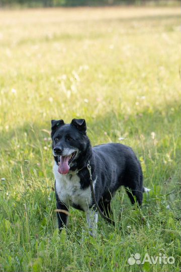 Собака в добрые руки, его били и в него стреляли