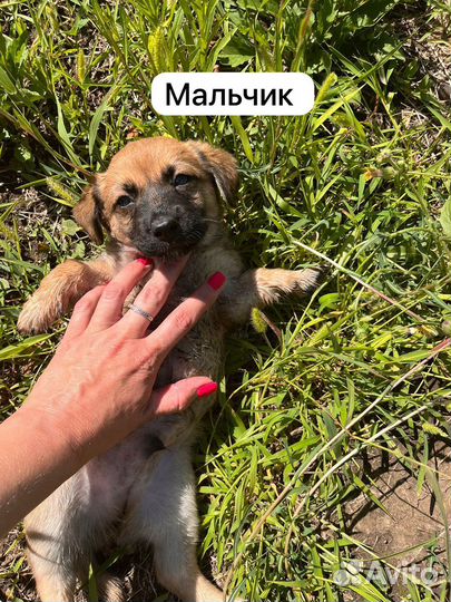 Щенки в добрые руки даром