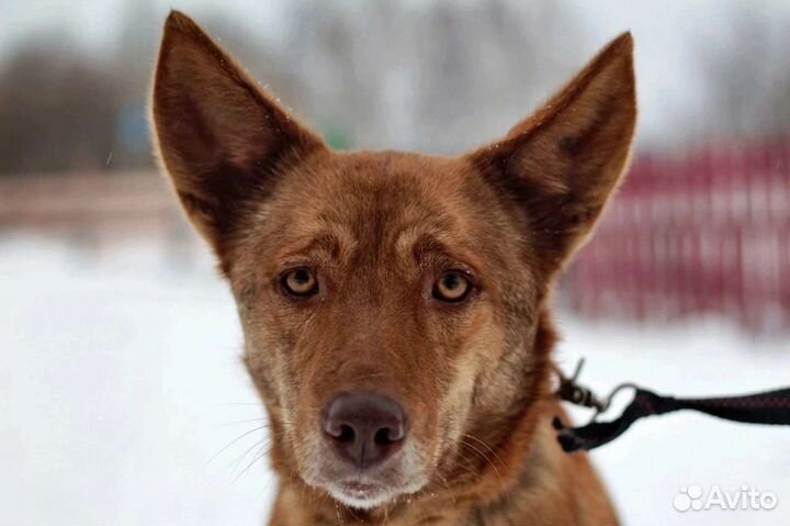 Ява в добрые руки