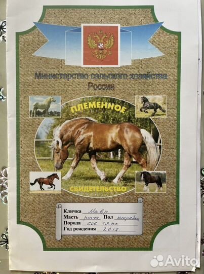 Жеребец советский тяжеловоз