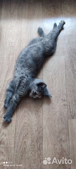Кошка