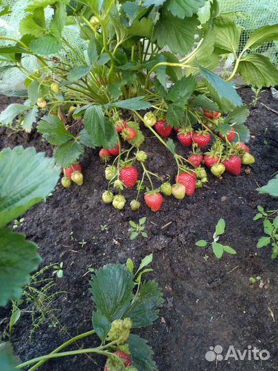 Клубника саженцы японский сорт Кипча