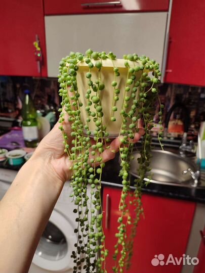 Кактусы и суккуленты