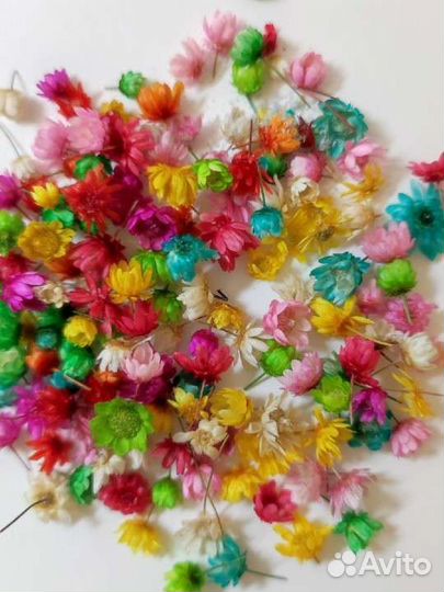 Сухоцветы для творчества