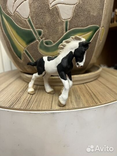 Жеребенок collecta