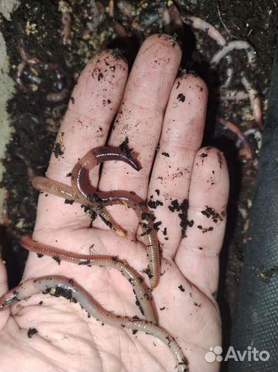 Черви оптом и розницу