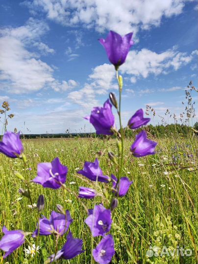 Мед Липовый 2022 со своей пасеки в Башкирии