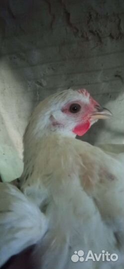 Курочка и петух