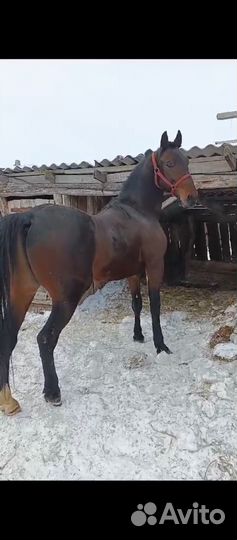 Жеребец орловский рысак