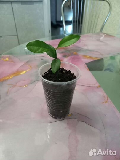 Комнатные растения