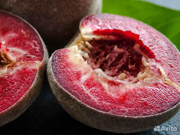 Саженцы персика Рэд Робин / Red Robine