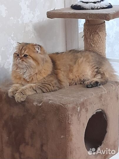Отдам кота в добрые руки