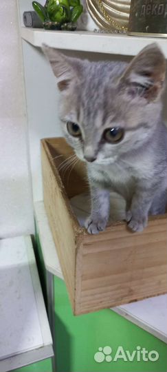 Котенок 1.5 месяца