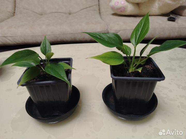 Антуриум Лилу