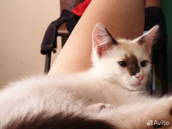 Кошка Милка, совсем котенок