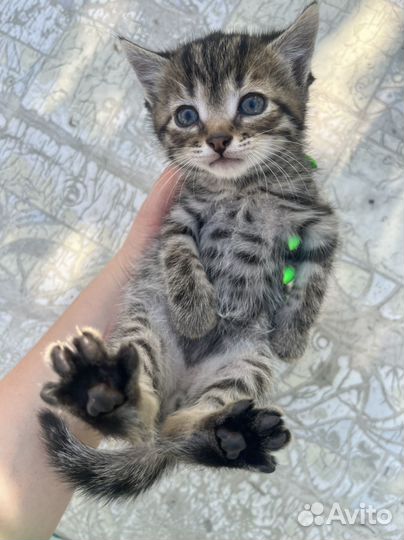 Котята в добрые руки мальчики