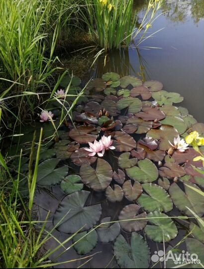 Растения для пруда