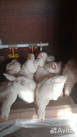 Цыплята петушки