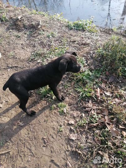 Щенки кане корсо