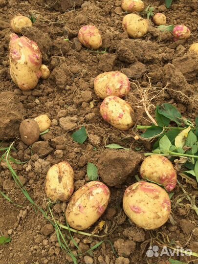 Продам вкусный домашний картофель