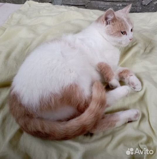 Кошка в дар