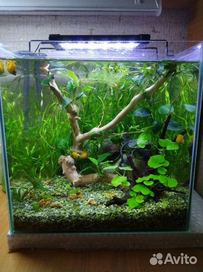 Аквариум 10, 25л
