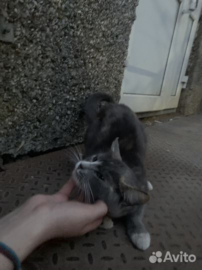 Котёнок ищет дом