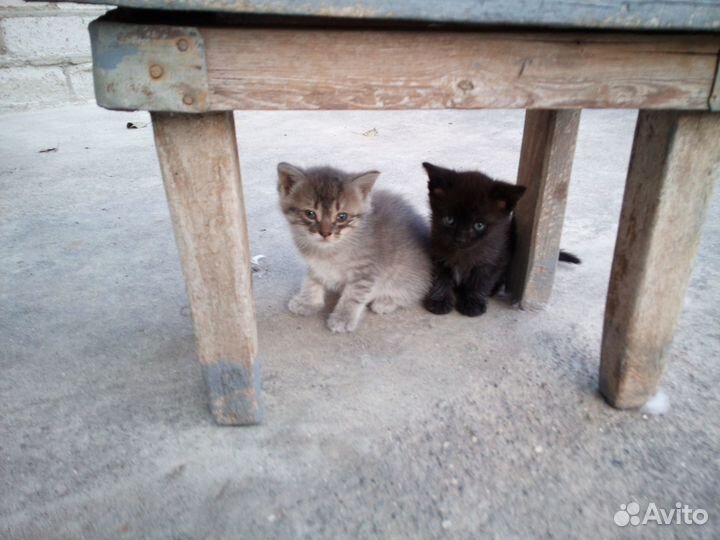 Котята в добрые руки