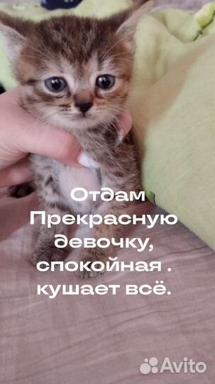 Кошка бесплатно