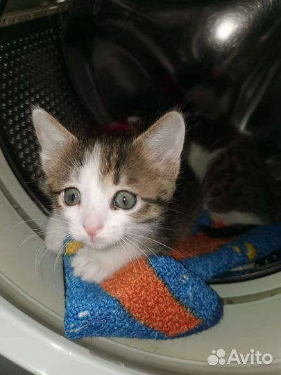 Котятки в добрые руки