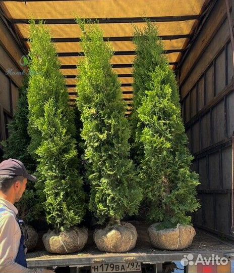 Туя Брабант Смарагд Колумна
